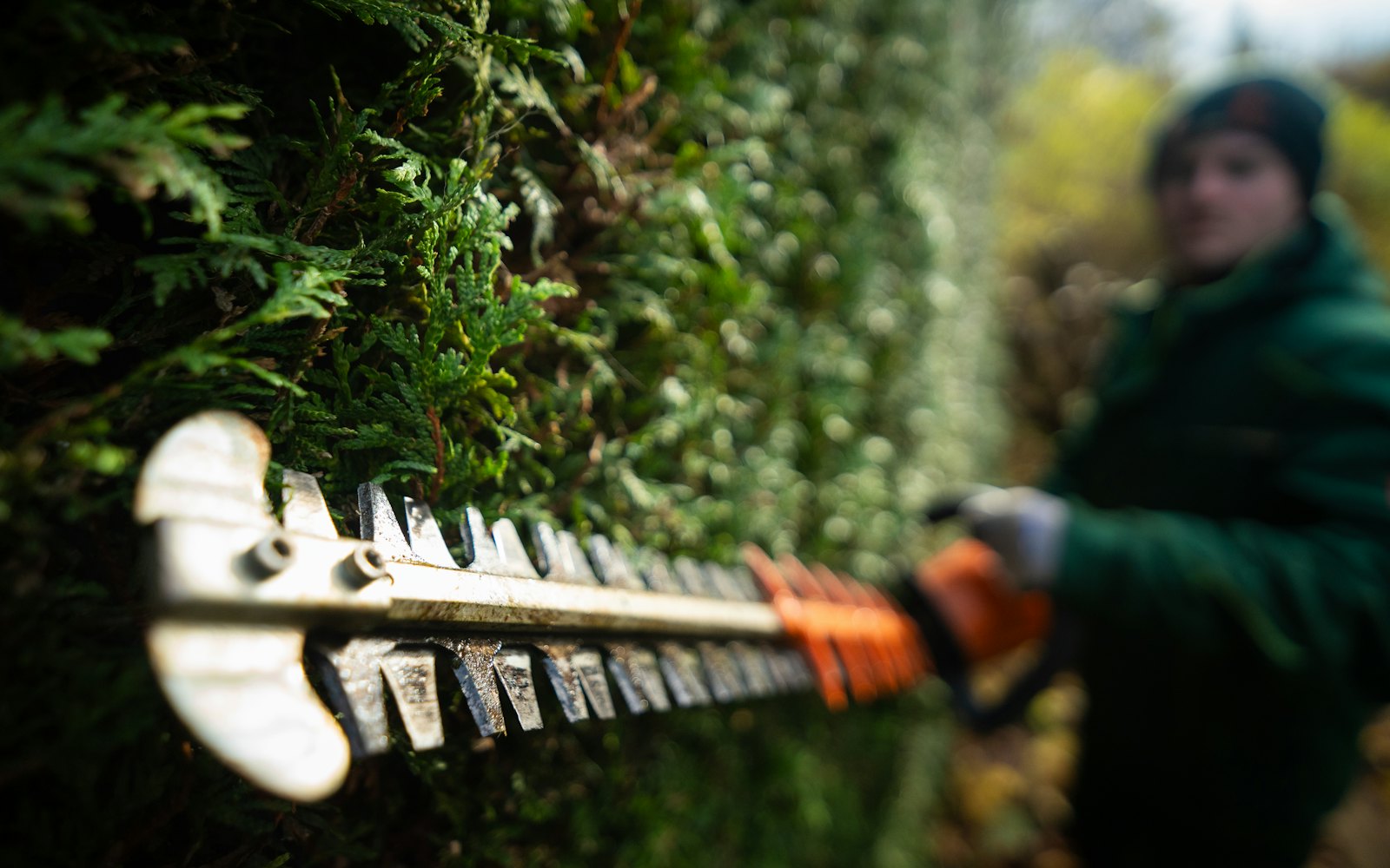 Gardener holding a hedge trimmer