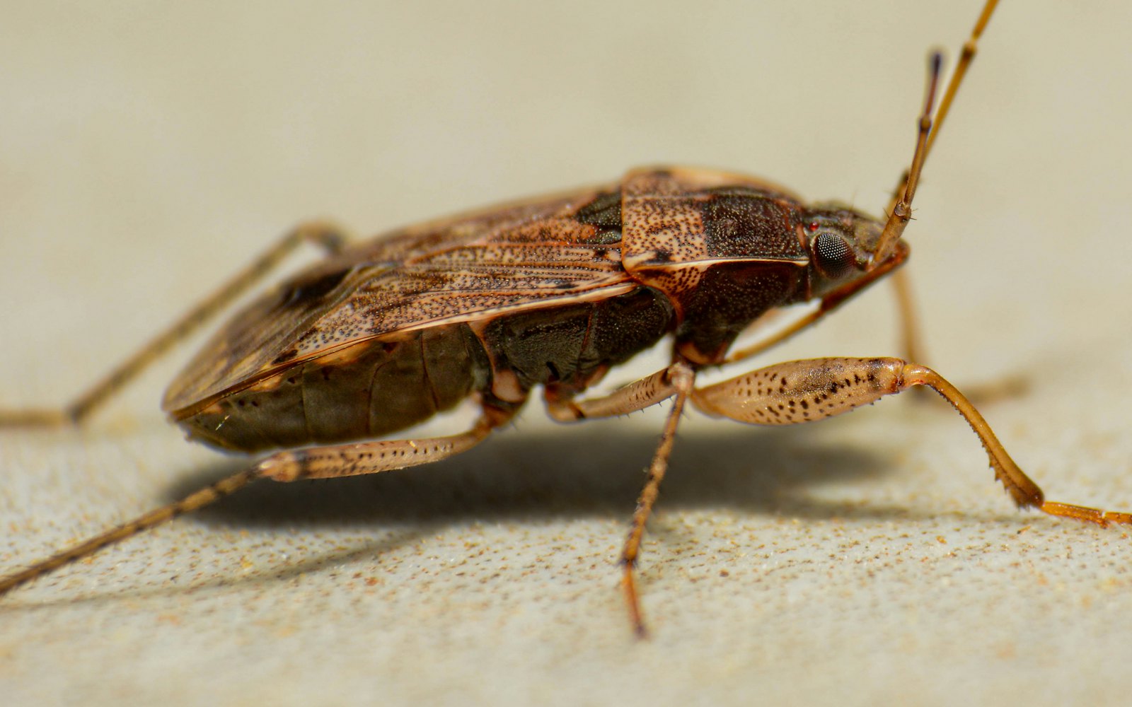 Close-up of a bed bug