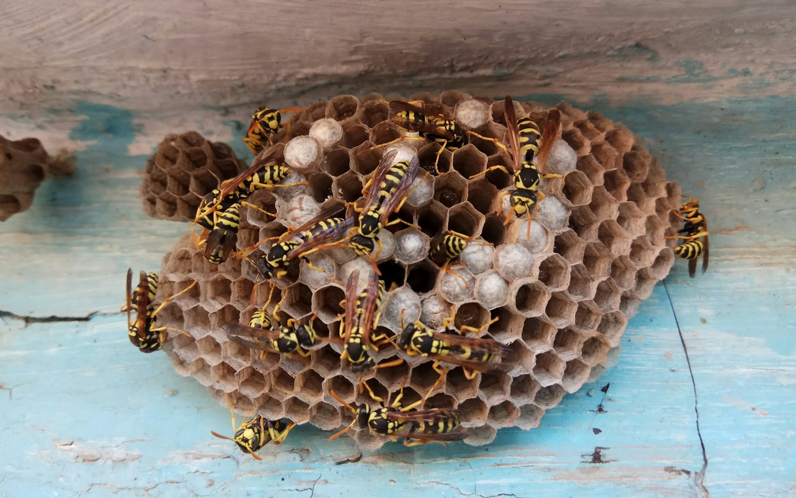 Close-up of a wasp nest