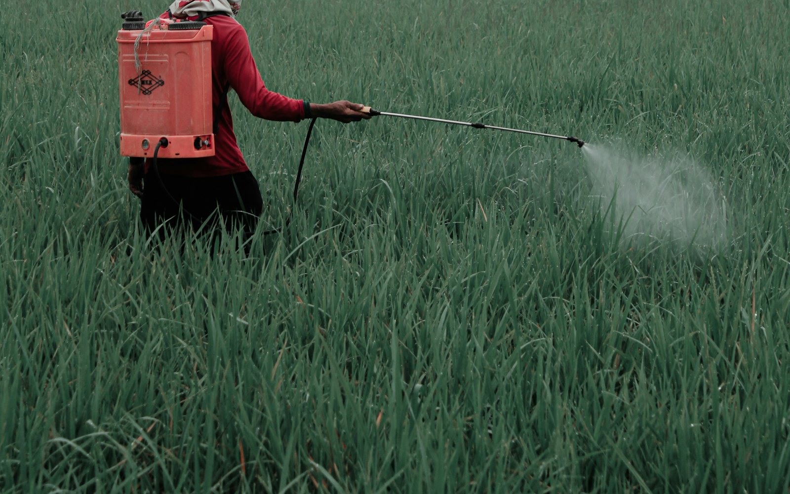 Technician spraying treatment across a field