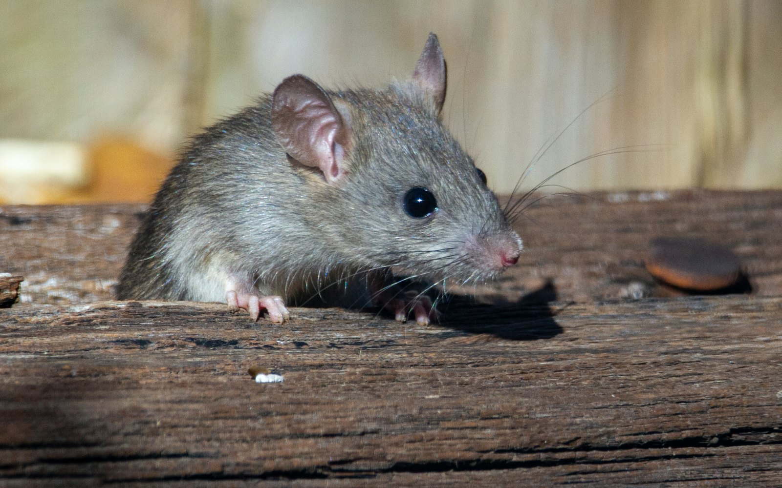 Rat sitting on a wooden plank